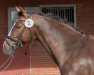 stallion Carlos WE (German Riding Pony, 2008, from Constantin)