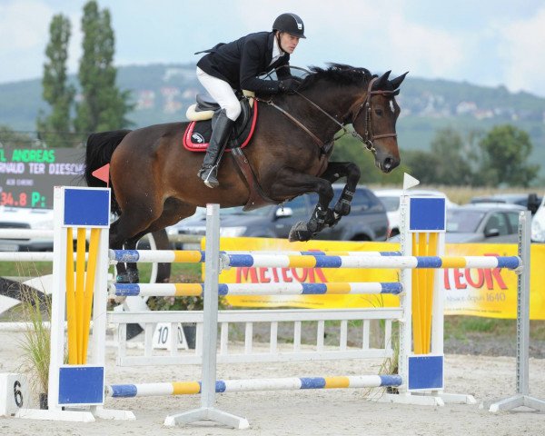 jumper Ivernaud (Belgian Warmblood, 2008, from Lupicor)