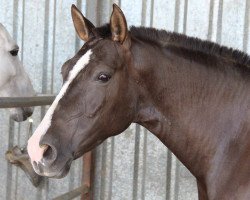 horse Poema V (Pura Raza Espanola (PRE), 2009)