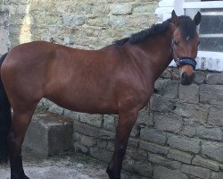 dressage horse Nele 120 (German Riding Pony, 2007, from Neckar)