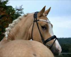 Springpferd Be My Bodyguard (Deutsches Reitpony, 2012, von Blanchet)