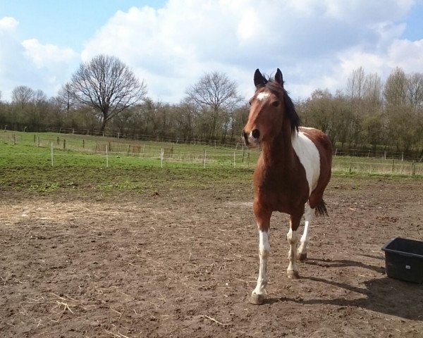 Pferd Batman (Pinto/Hunter, 2011, von Brooklyn)