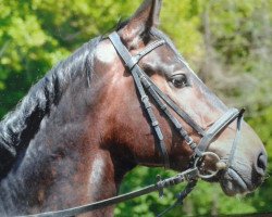 dressage horse Caspar Hauser 2 (Rhinelander, 2005, from Charming 8)