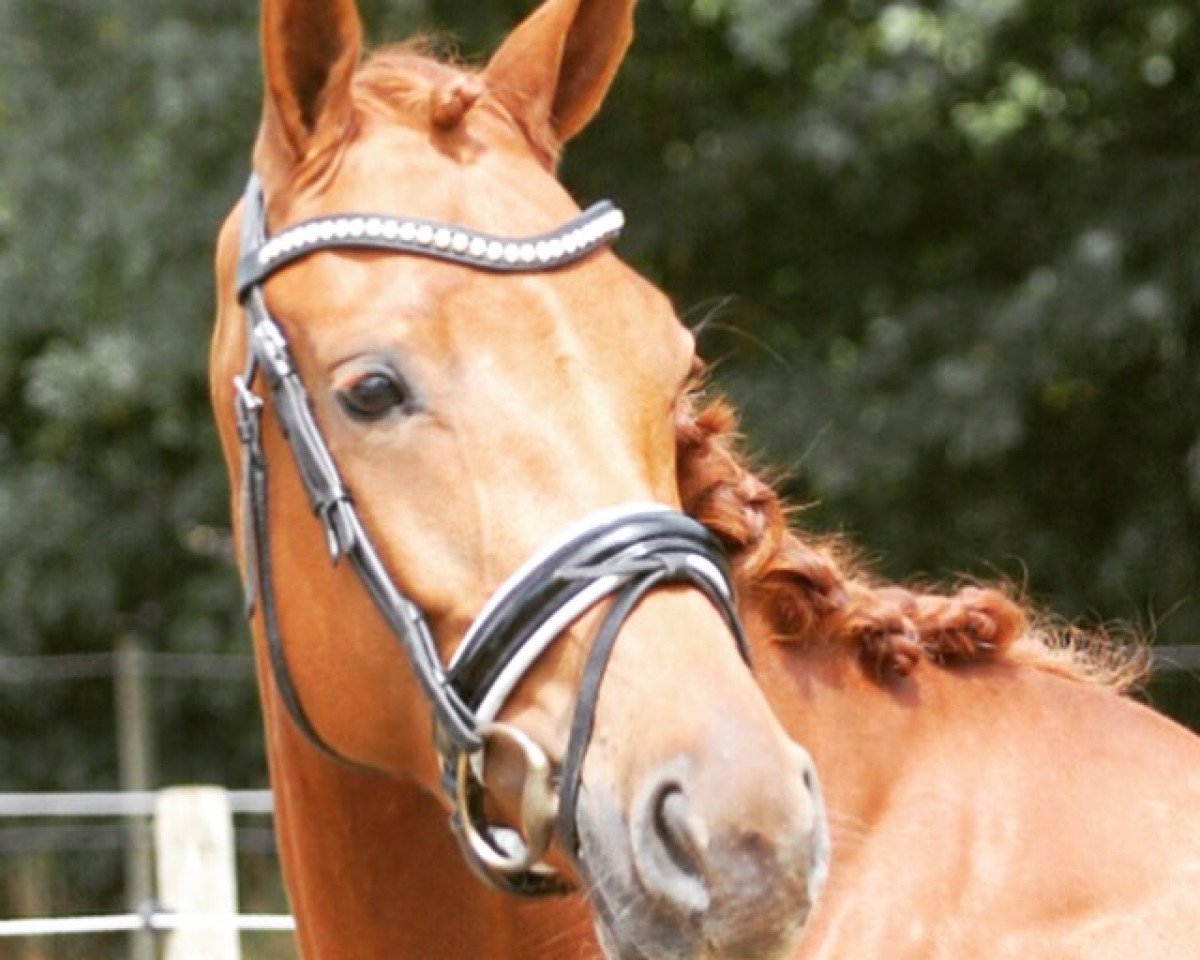 dressage horse Scandica 3 (KWPN (Royal Dutch Sporthorse), 2009, from Watermill Scandic)