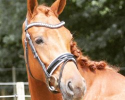 dressage horse Scandica 3 (KWPN (Royal Dutch Sporthorse), 2009, from Watermill Scandic)