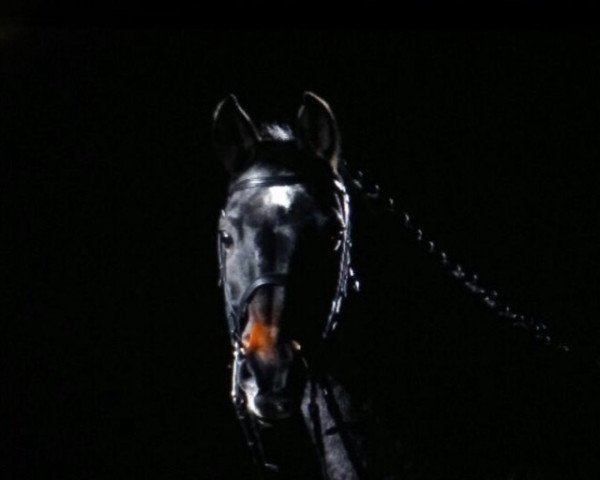 horse Bellini (KWPN (Royal Dutch Sporthorse), 1993, from Burggraaf)