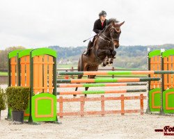 broodmare Chambertin's Caprice (Württemberger, 2006, from Chambertin)