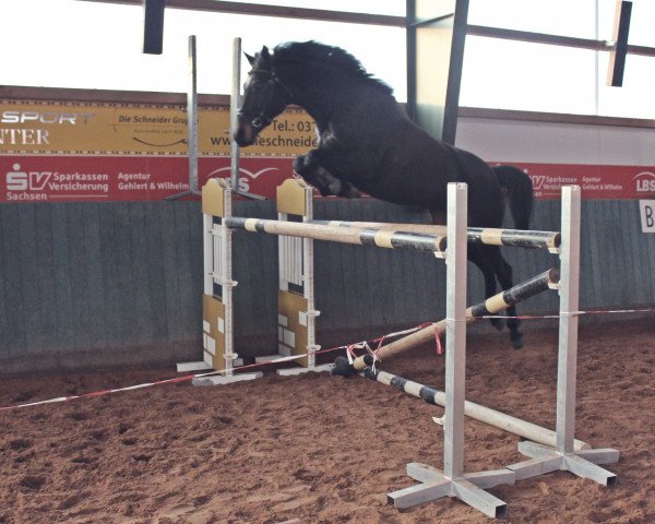 Zuchtstute Chokolate (Deutsches Sportpferd, 2007, von Clarence C)