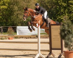 jumper Urmani (KWPN (Niederländisches Warmblut), 2001, from Ikoon)