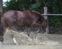 broodmare Cleo 210 (Westphalian, 2010, from Cordino)