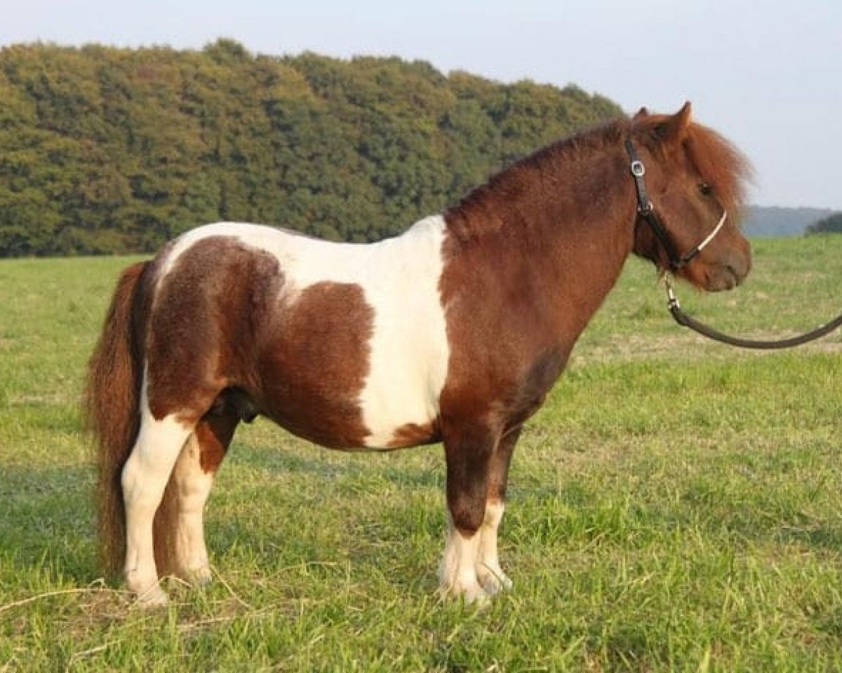 stallion Meechlands Dragon Fly (Shetland pony (under 87 cm), 2003, from Fenland Welling)