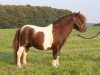 stallion Meechlands Dragon Fly (Shetland pony (under 87 cm), 2003, from Fenland Welling)