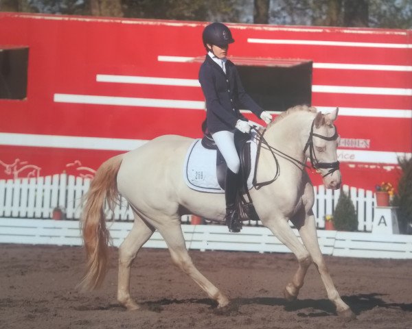dressage horse Pegasus B (German Riding Pony, 2001, from Pan Tau)