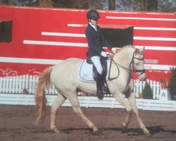 dressage horse Pegasus B (German Riding Pony, 2001, from Pan Tau)