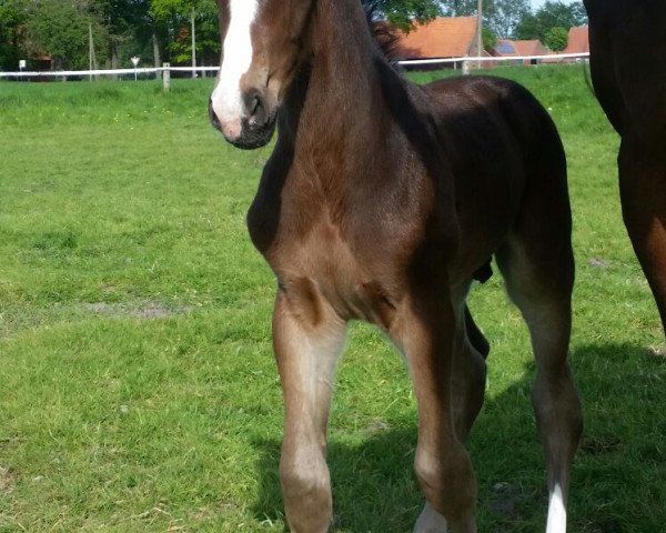 Springpferd V.. (Westfale, 2016, von Vagabond de la Pomme)