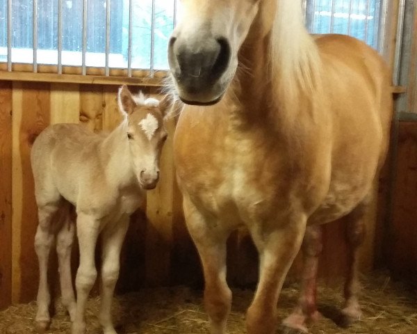 Pferd Walencio (Haflinger, 2016, von Walzertraum)