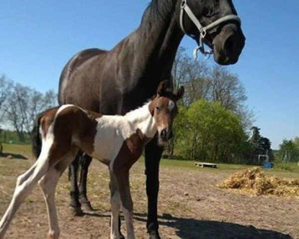 Pferd Diesel (Pinto/Kleines Reitpferd, 2016, von Shipaopay)