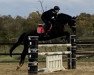 jumper Pauline 428 (Hanoverian, 2011, from Perigueux)