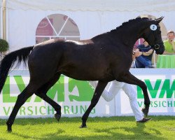 dressage horse Desideria (Bavarian, 2012, from E.H. Millennium)