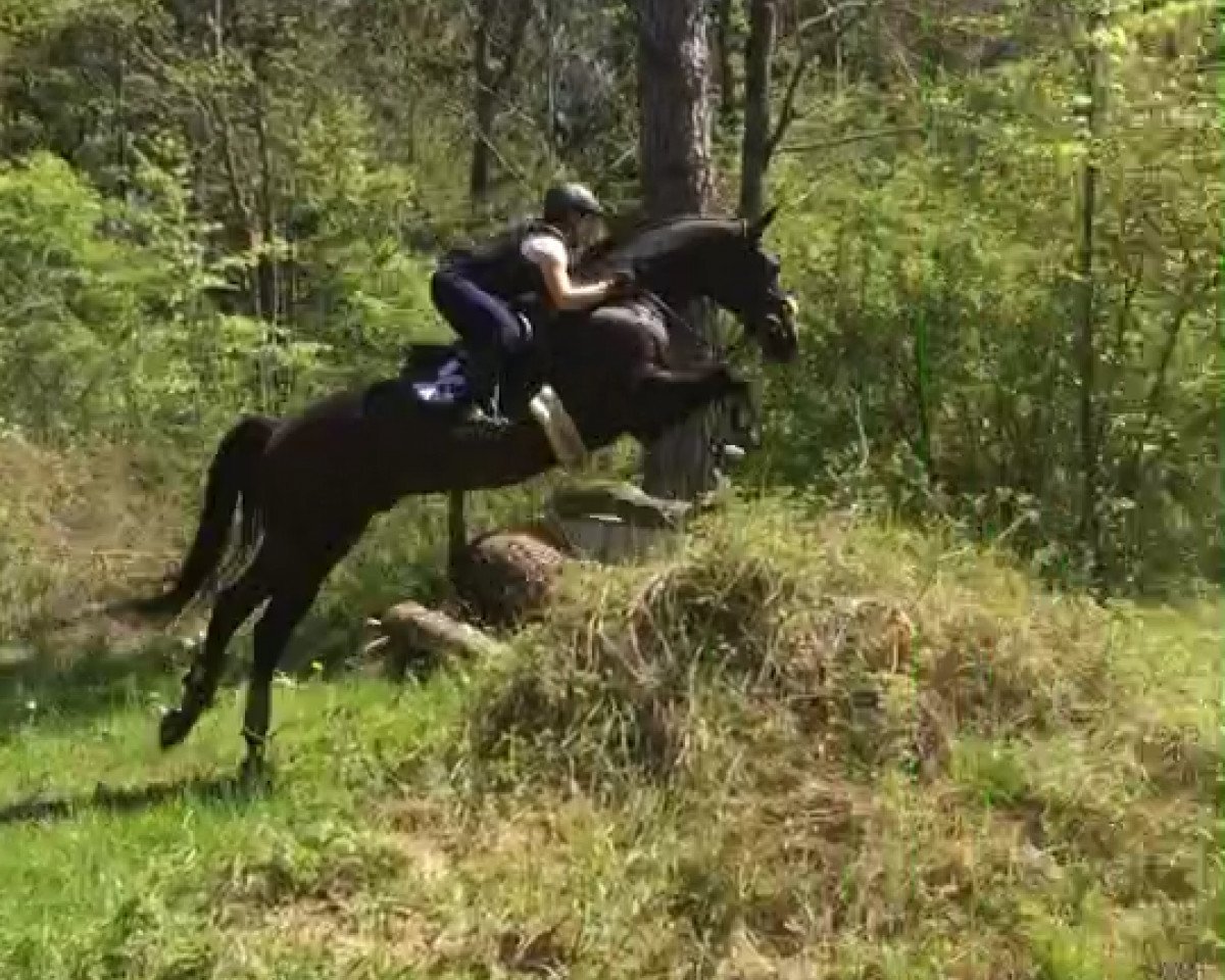 Springpferd Florimondo (Trakehner, 2004, von Vivus)