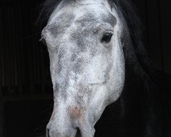 stallion Kornett 105 (German Riding Pony, 2011, from Kosmo van Orchid's)