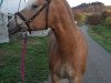 Dressurpferd Fiona (Haflinger, 2005, von Nostradamus)