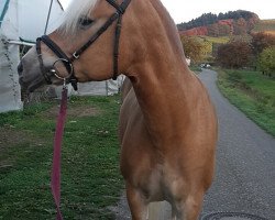 dressage horse Fiona (Haflinger, 2005, from Nostradamus)