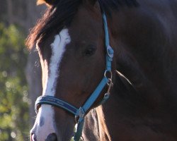 jumper Qriemhilde (Hanoverian, 2009, from Quintender 2)