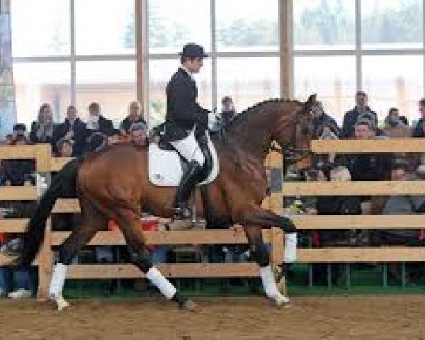 horse Fitz Roy (Oldenburg, 2005, from Florencio I)