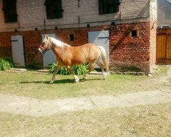 horse dornliebe (Haflinger, 1994)