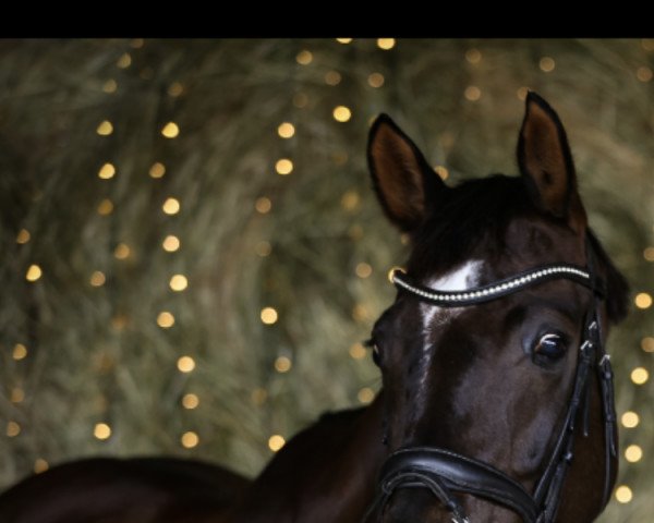 dressage horse Dascha (Hanoverian, 2013, from Don Frederic 3)