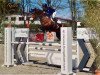 jumper Diana (Oldenburg show jumper, 2011, from Diarado)