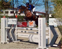 jumper Diana (Oldenburg show jumper, 2011, from Diarado)