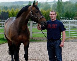 stallion Raging Bull Vangelis S (Belgian Warmblood, 1998, from Nonstop)