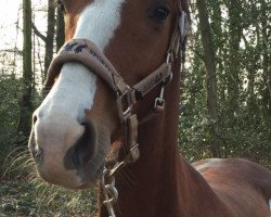 Springpferd Afina (KWPN (Niederländisches Warmblut), 2005, von Moneymaker)