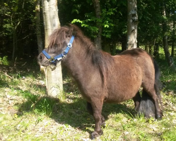 broodmare Patricia von der Gerlingermühle (Shetland pony (under 87 cm), 2014, from Paradox a.d.Westerwald)