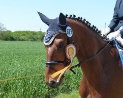 dressage horse Sir Henry (Hanoverian, 2009, from Sandro Hit)