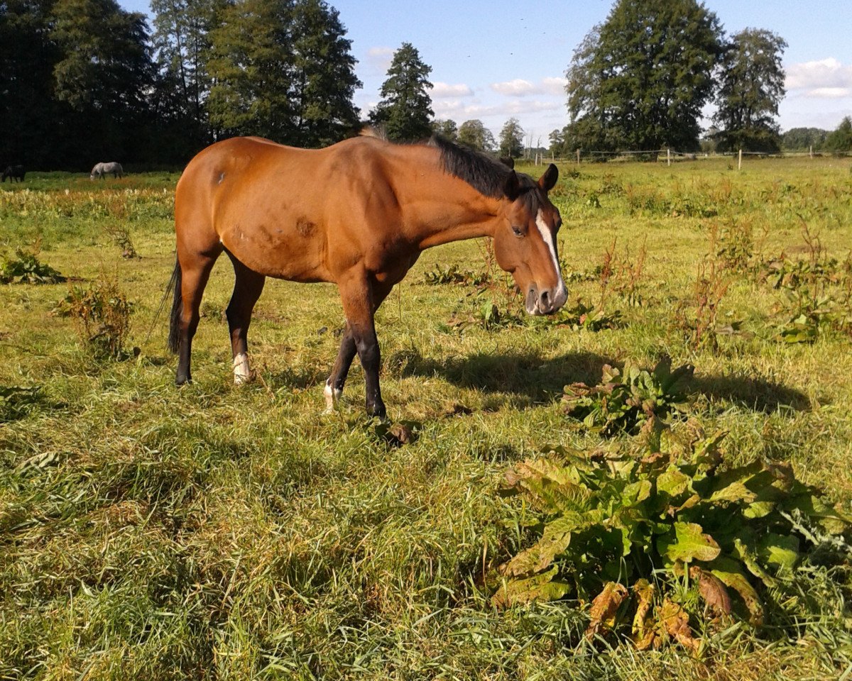 broodmare Heiligenberg's Billie Jean (German Riding Pony, 2001, from Batman)