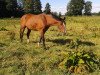 broodmare Heiligenberg's Billie Jean (German Riding Pony, 2001, from Batman)