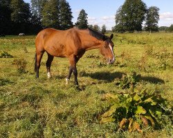 broodmare Heiligenberg's Billie Jean (German Riding Pony, 2001, from Batman)