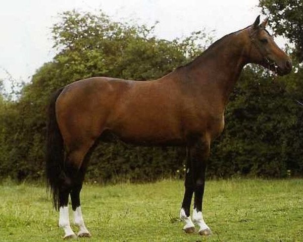 stallion Kissovo (Selle Français, 1976, from Starter)