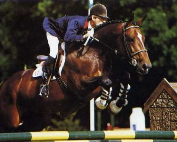 stallion Milou de Subligny (Selle Français, 1978, from Turner xx)