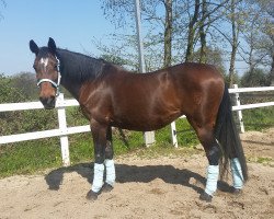 broodmare Claire 46 (Holsteiner, 1998, from Candillo Z)