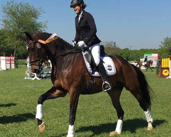 dressage horse Finley von Krudenburg (Rhinelander, 2011, from Feedback 16)