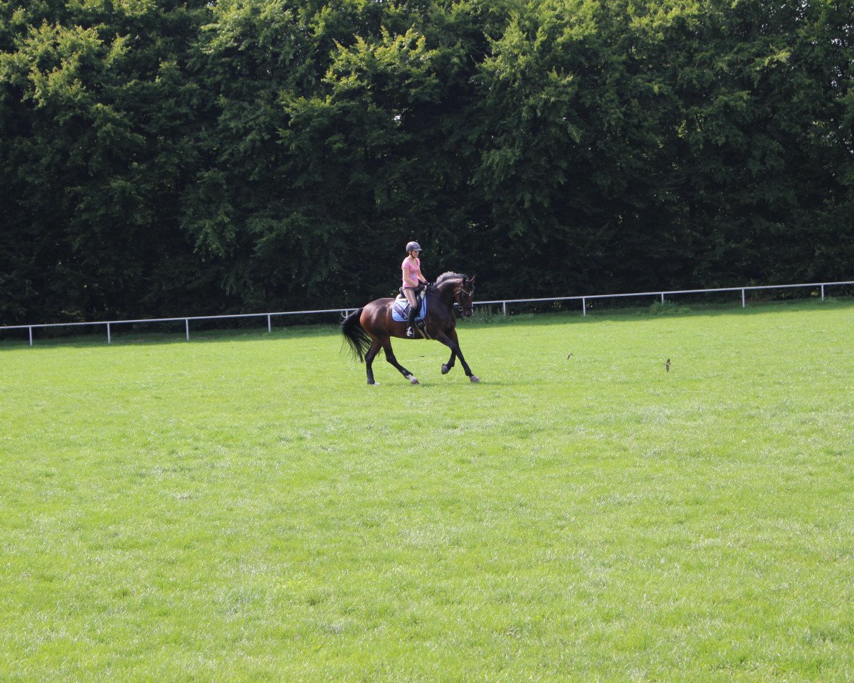 dressage horse Lily Allen (Hanoverian, 2010, from Le Rouge 7)