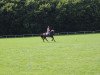 dressage horse Lily Allen (Hanoverian, 2010, from Le Rouge 7)