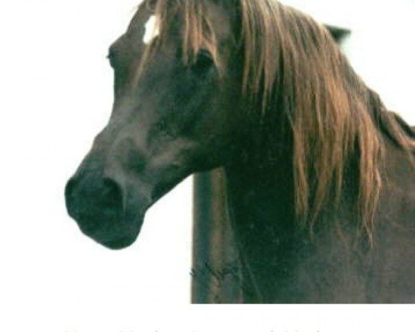 broodmare Madyda ox (Arabian thoroughbred, 1982, from Marsh ox)