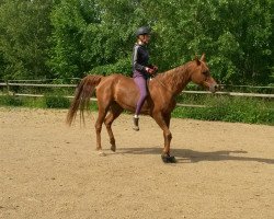 horse Be Marusha ox (Arabian thoroughbred, 1998, from Menesco ox)