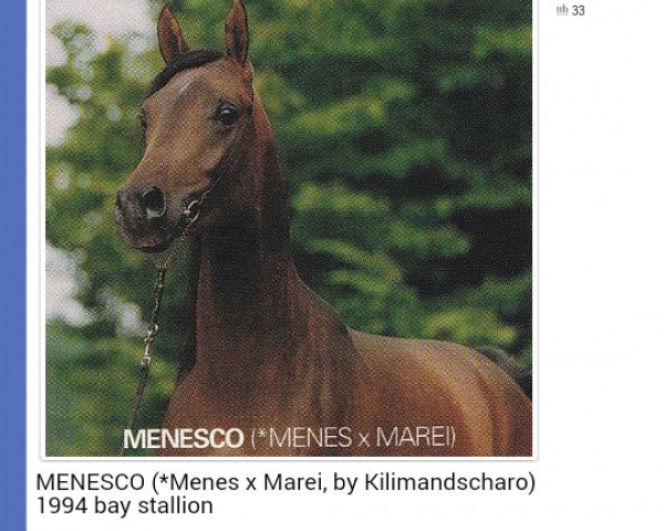 Deckhengst Menesco ox (Vollblutaraber, 1994, von Menes 1977 ox)