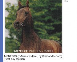 stallion Menesco ox (Arabian thoroughbred, 1994, from Menes 1977 ox)